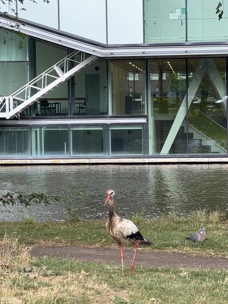 A striking White Stork stands prominently on the grassy bank of a canal, accompanied by a small pigeon, in front of a modern glass building